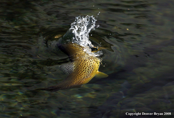 Brown Trout underwater