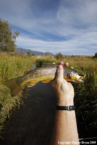 Brown trout species