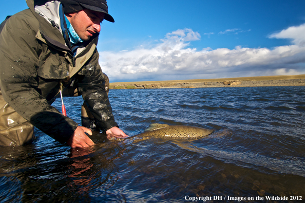 Flyfisherman releasing brown trout. 