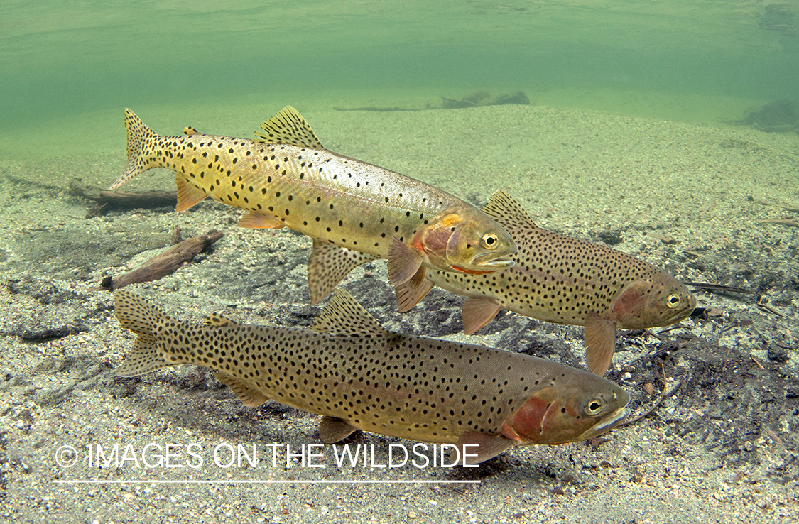 Cutthroat Trout. 