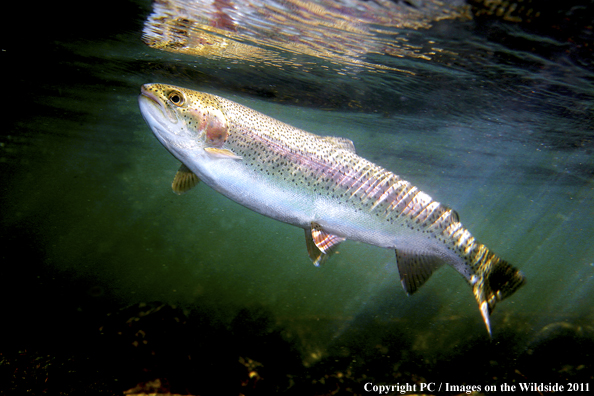 Rainbow trout, Henry's Fork, ID. 