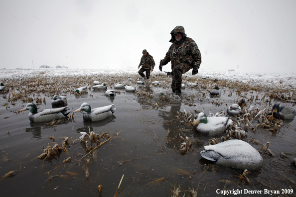 Waterfowl hunters with duck decoys.