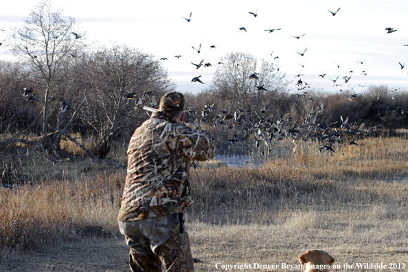 Duck hunter taking aim at flock of mallards. 