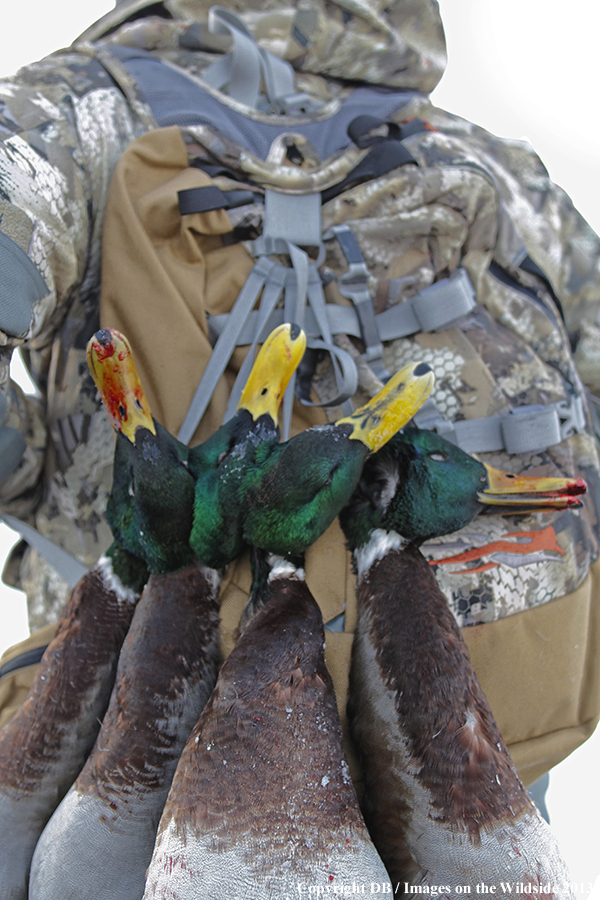 Waterfowl hunter with downed waterfowl.