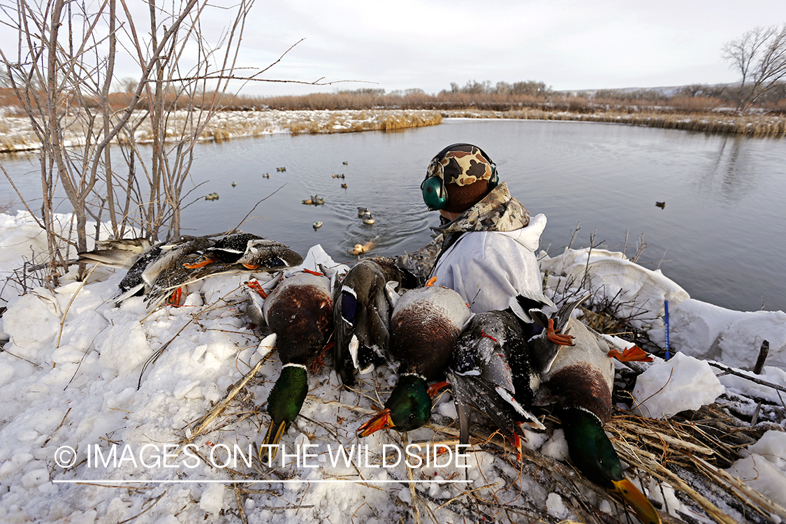 Waterfowl hunter in blind with bagged mallards.
