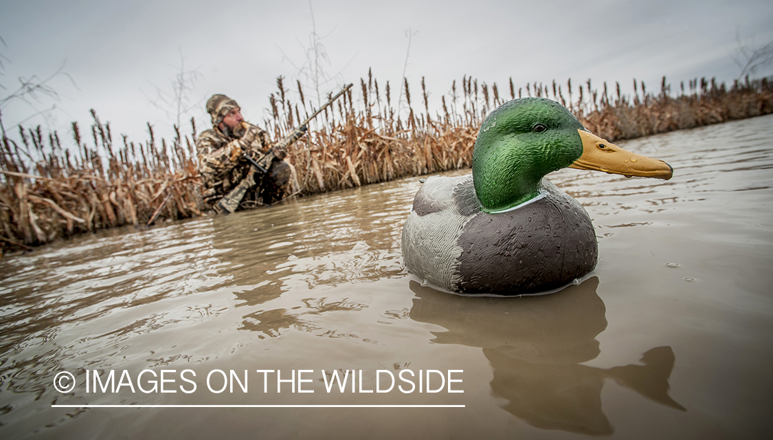 Waterfowl hunter duck calling in wetlands.