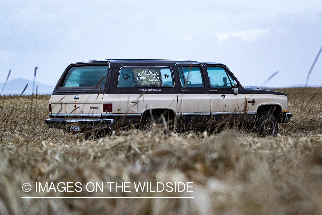 King Eider and Long-tailed duck hunting in Alaska, Alaskan Eider Outfitters truck.