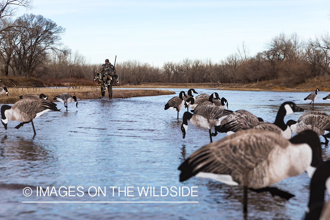 Waterfowl hunting