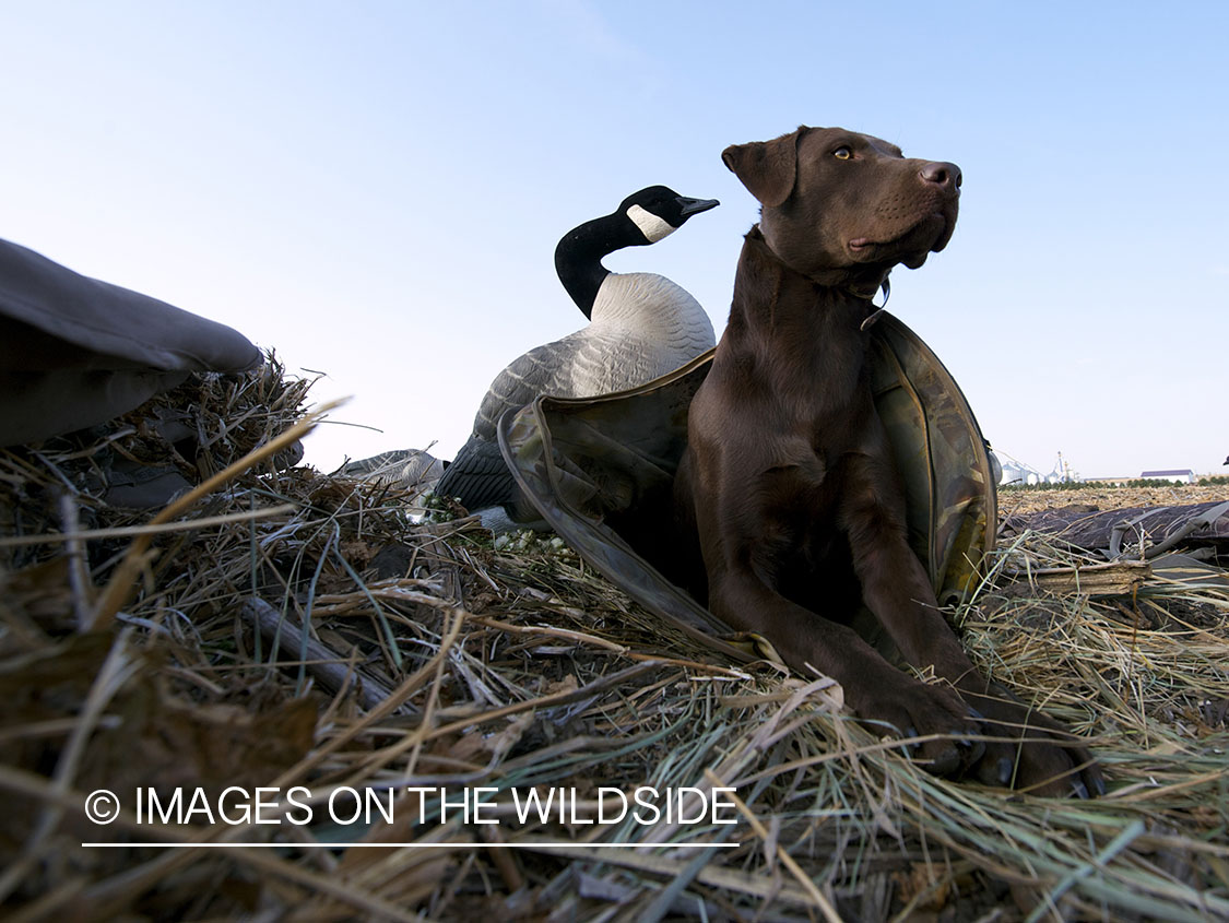 Chocolate lab in field with decoys.