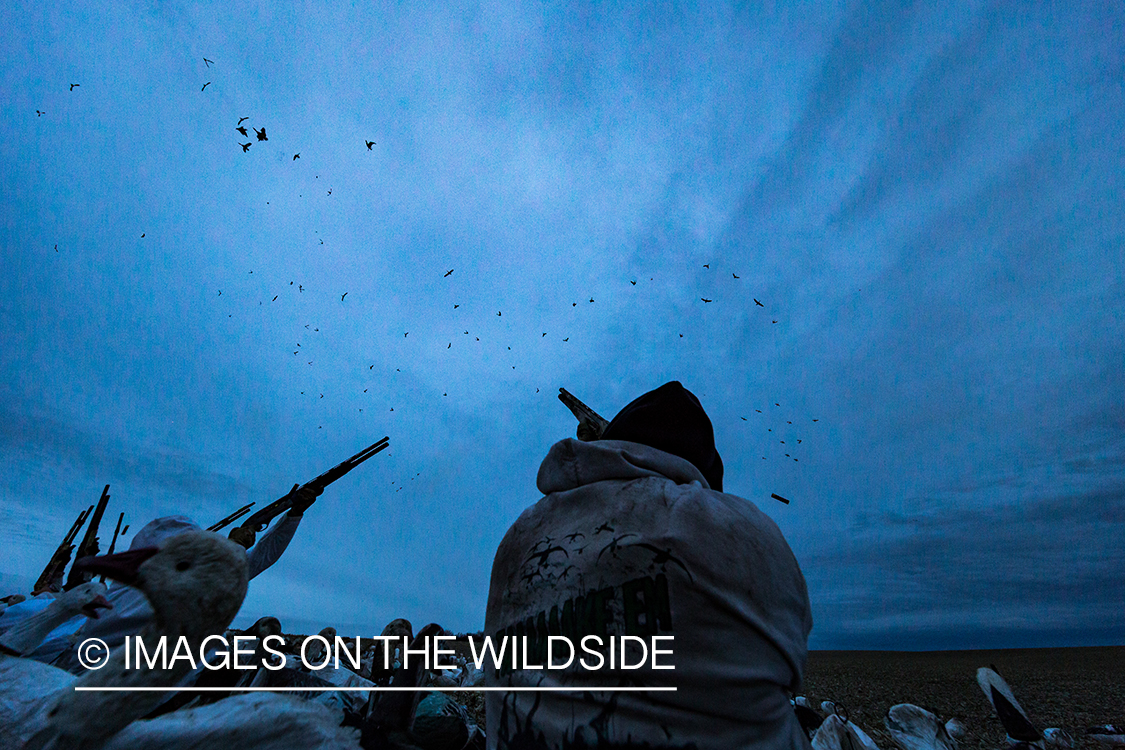 Hunters shooting geese.
