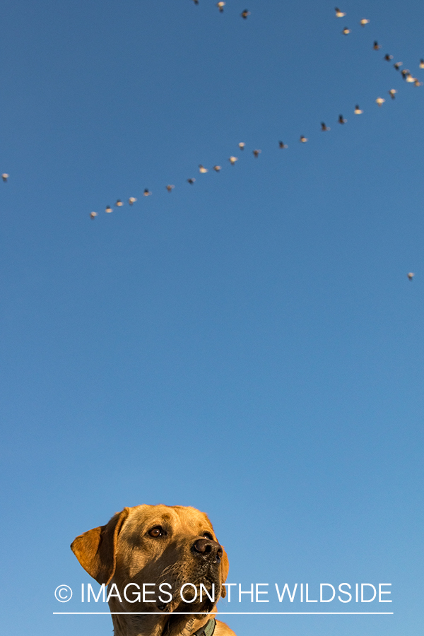 Yellow lab in field. 