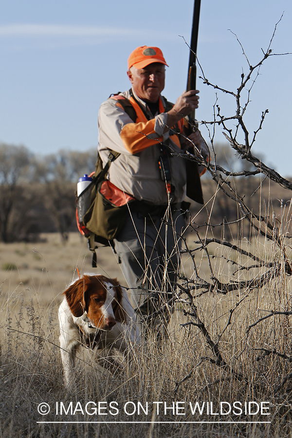 Mearns quail hunting with Brittany Spaniel.