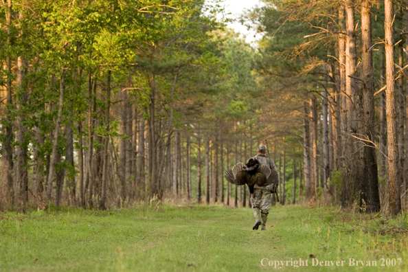 Turkey hunter in field with bagged bird