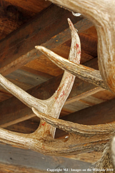 White-tailed deer antlers. 