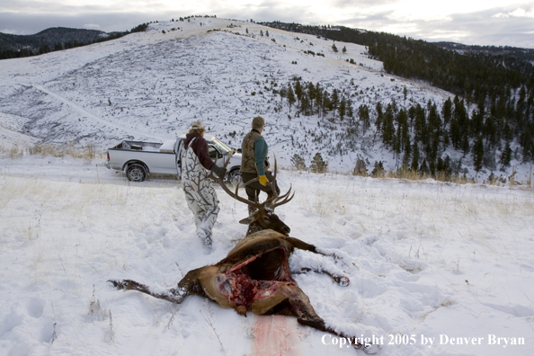 Hunters dragging field dressed bull elk to truck.