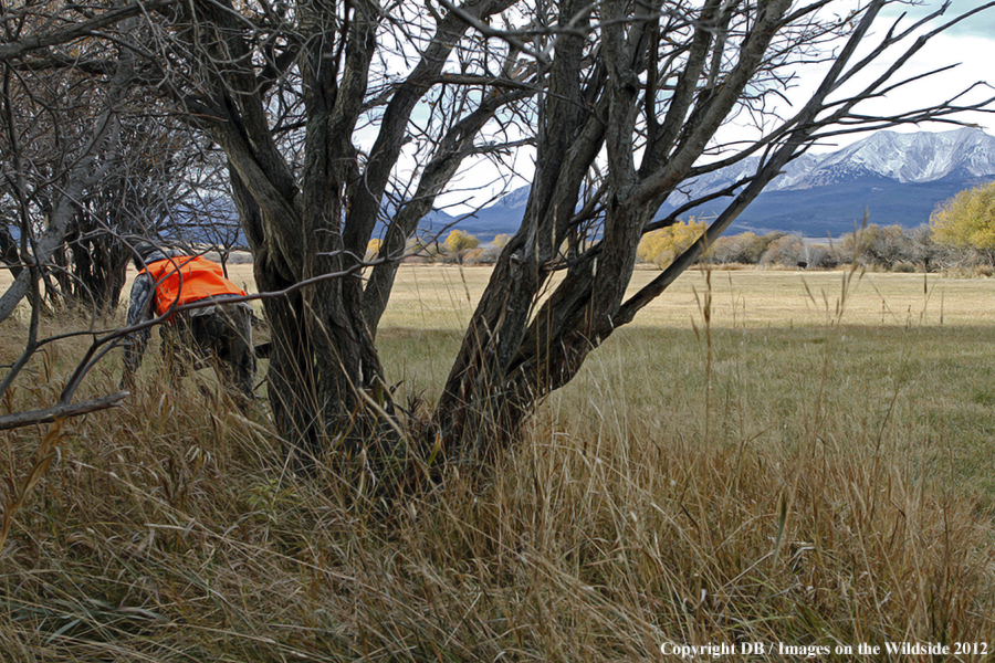 Hunter tracking moose.