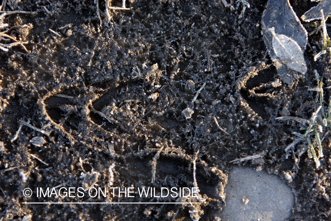 Whitetail deer tracks.