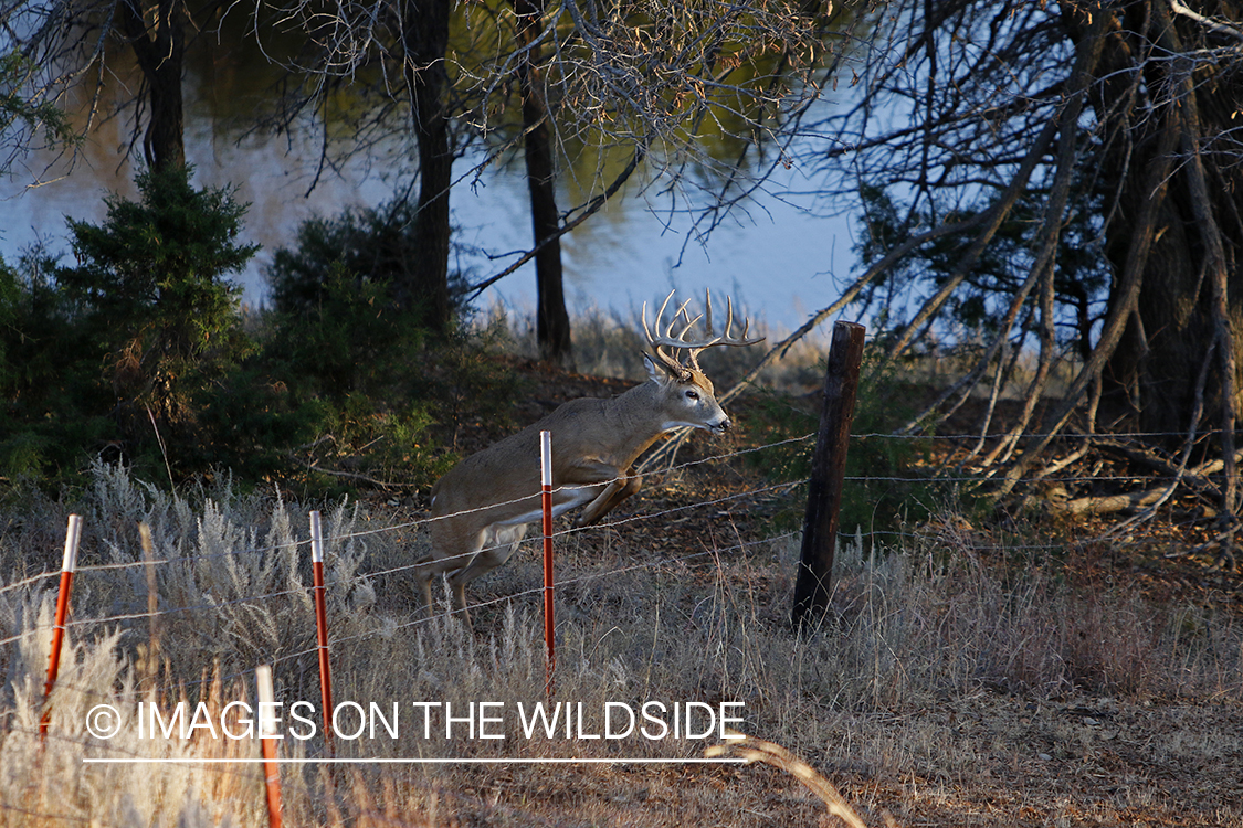 White-tailed buck jumping fence.