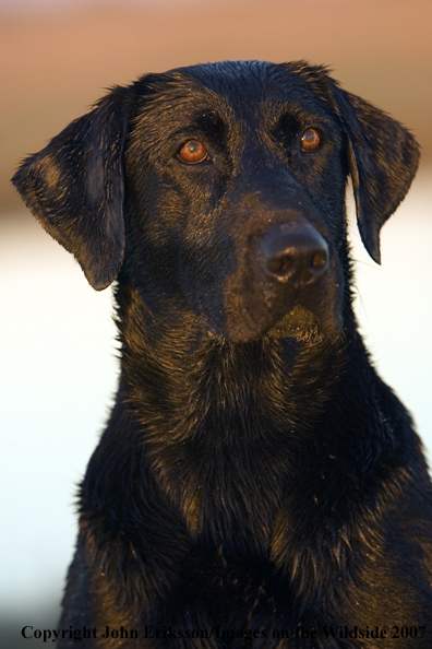 Black Labrador Retriever