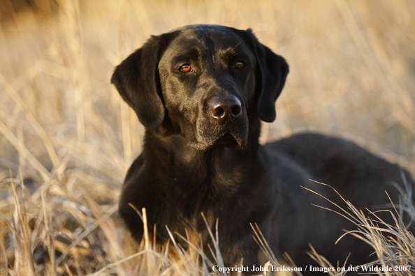 Black Labrador Retriever in field