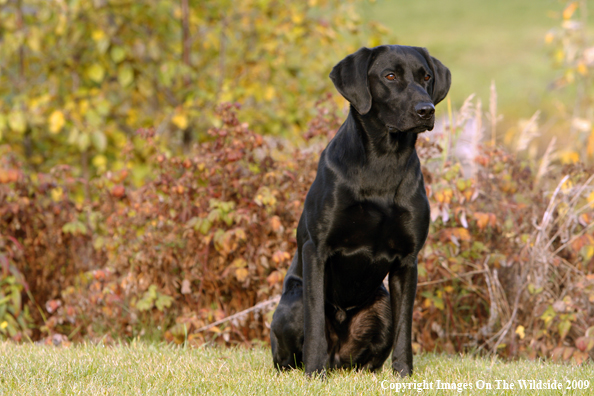 Black Labrador Retriever