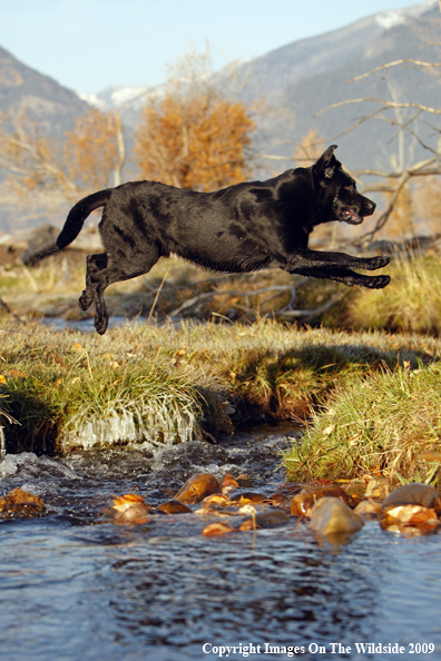 Black Labrador Retriever