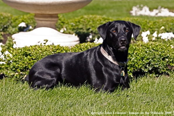 Black Labrador Retriever in yard