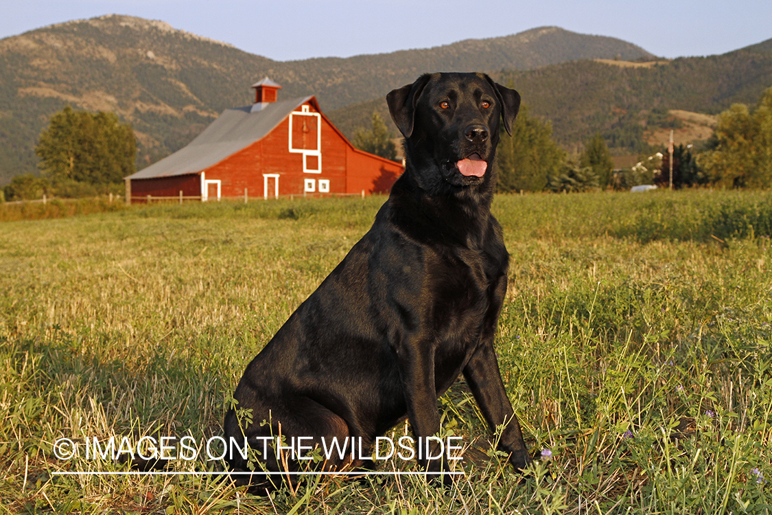 Black Labrador Retriever