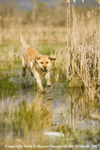 Yellow Labrador Retriever