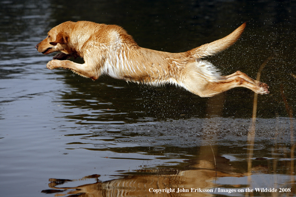 Yellow Labrador Retriever in field