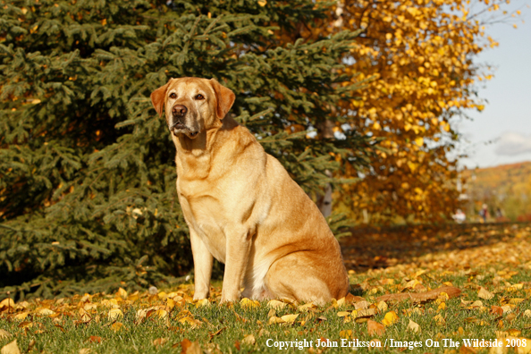 Yellow Labrador Retriever