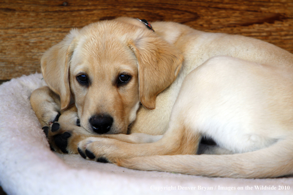 Yellow Labrador Retriever Puppy on bed