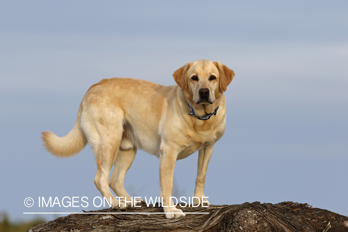 Yellow lab exploring beach.