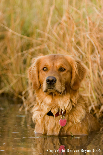 Golden Retriever in pond.