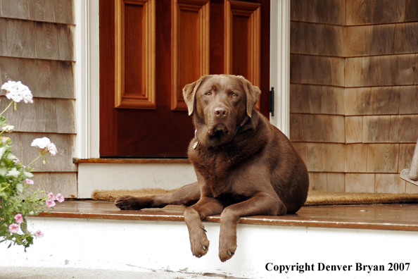 Chocolate Labrador Retriever