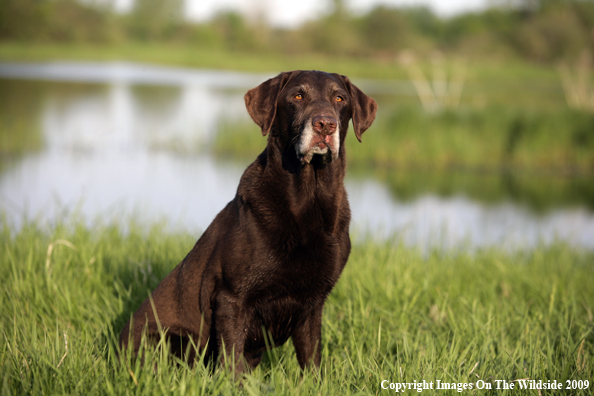 Chocolate Labrador Retriever in field