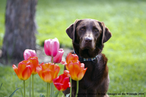 Chocolate Labrador Retriever