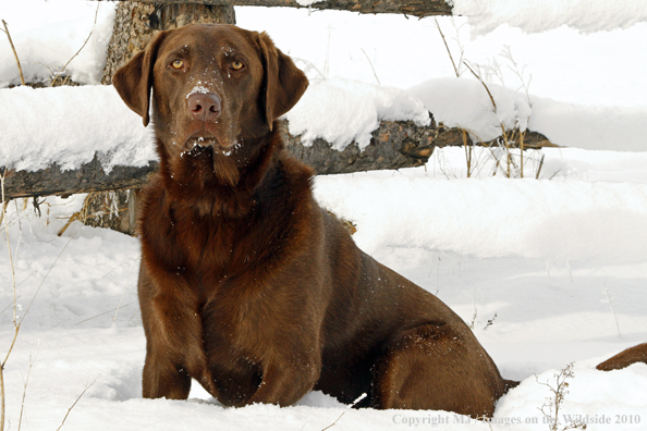 Chocolate Labrador Retriever