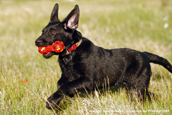 Black Labrador Retriever pup