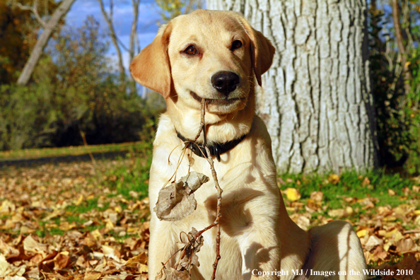 Yellow Labrador Retriever puppy