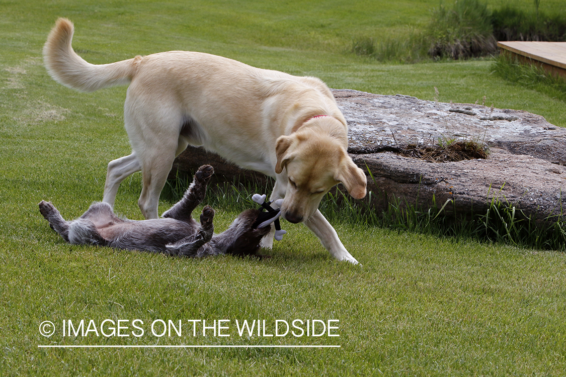 Wirehaired pointing griffon and lab playing.