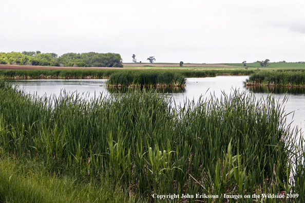 Wetlands on National Wildlife Refuge