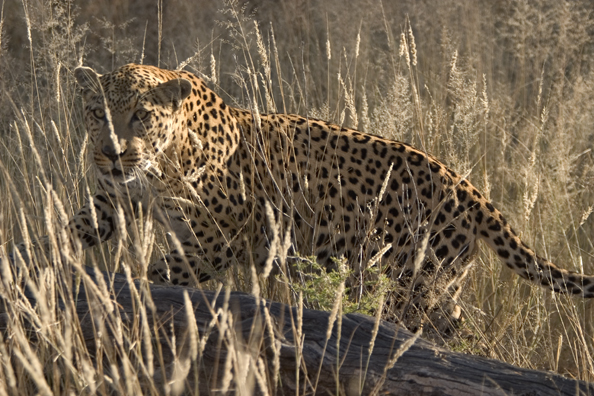 Leopard in habitat. Africa