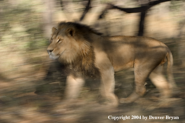 Male African lion running. Africa