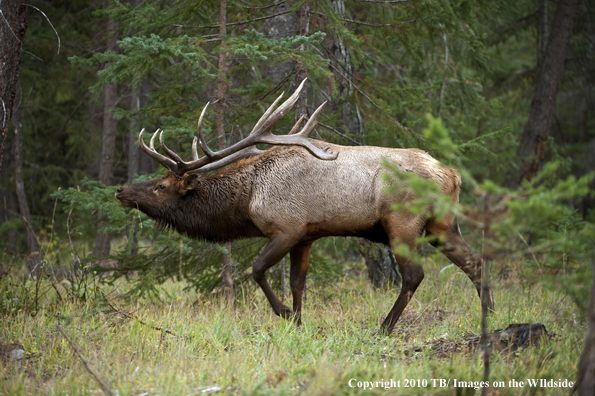 Rocky mountain elk in habitat.