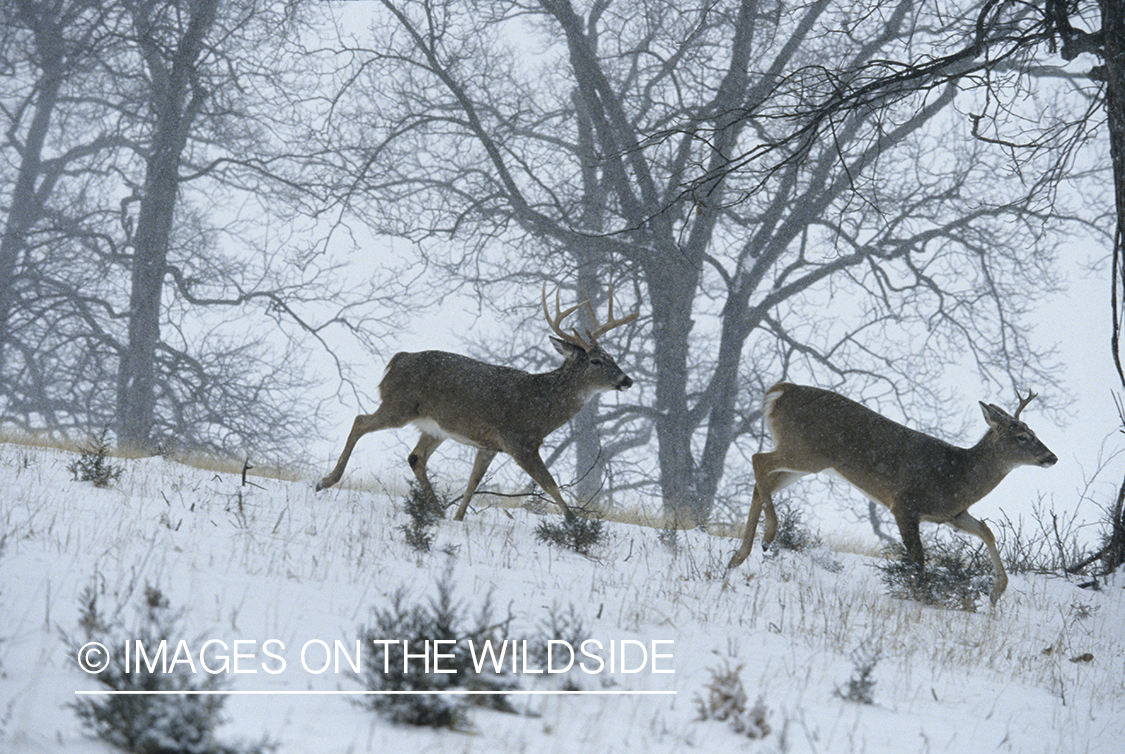 White-tailed bucks in habitat