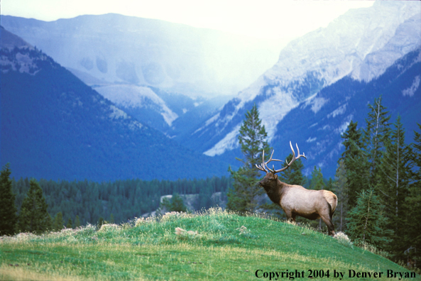 Bull elk in habitat.