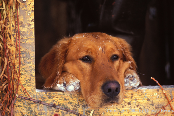 Golden Retriever.