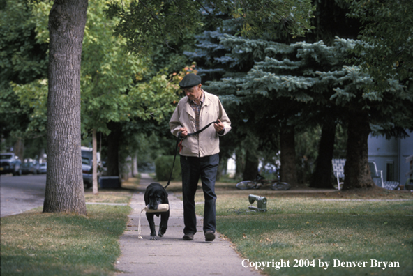 Black Labrador Retriever walking with owner 