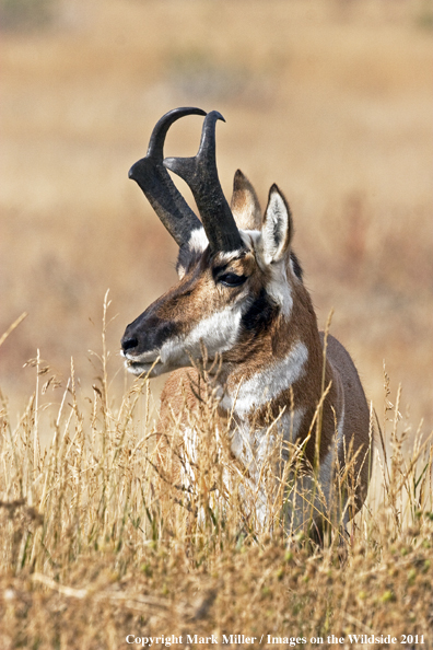 American Pronghorn Antelope buck in habitat